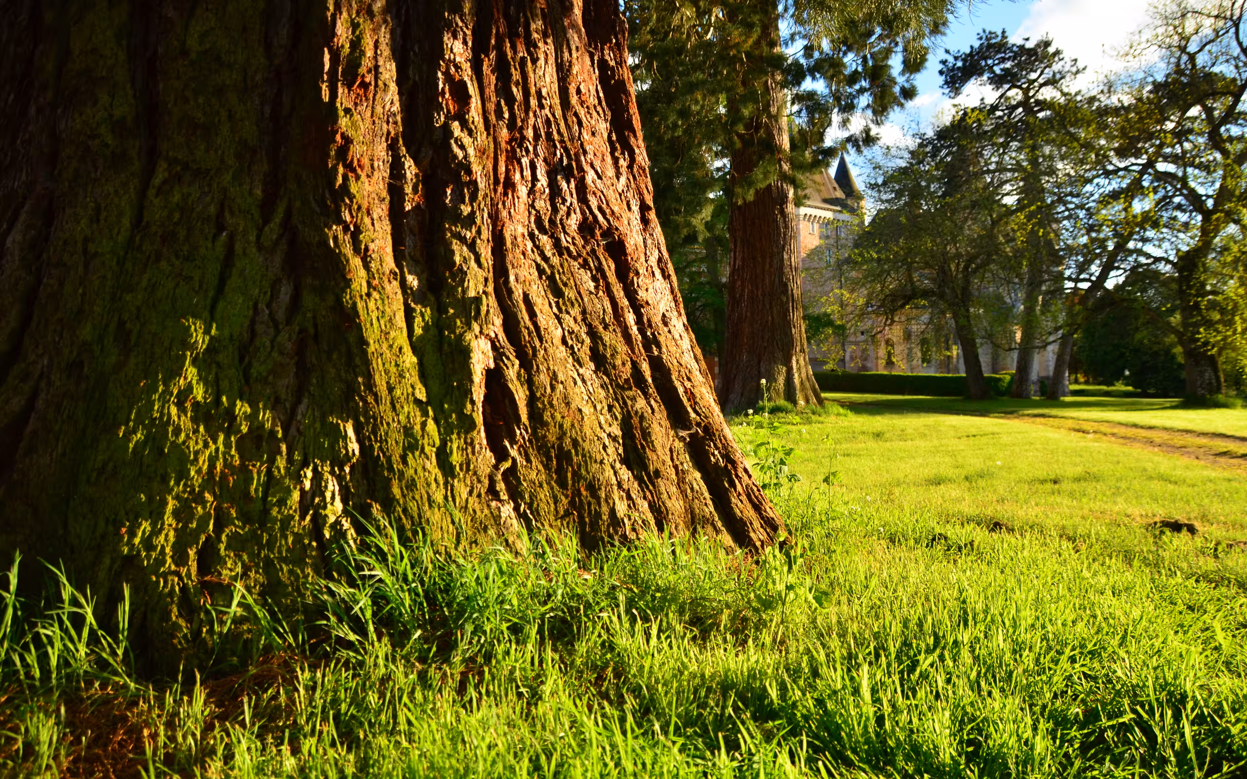 Nahaufnahme eines Baumes im Garten des Schlosses im Burgund