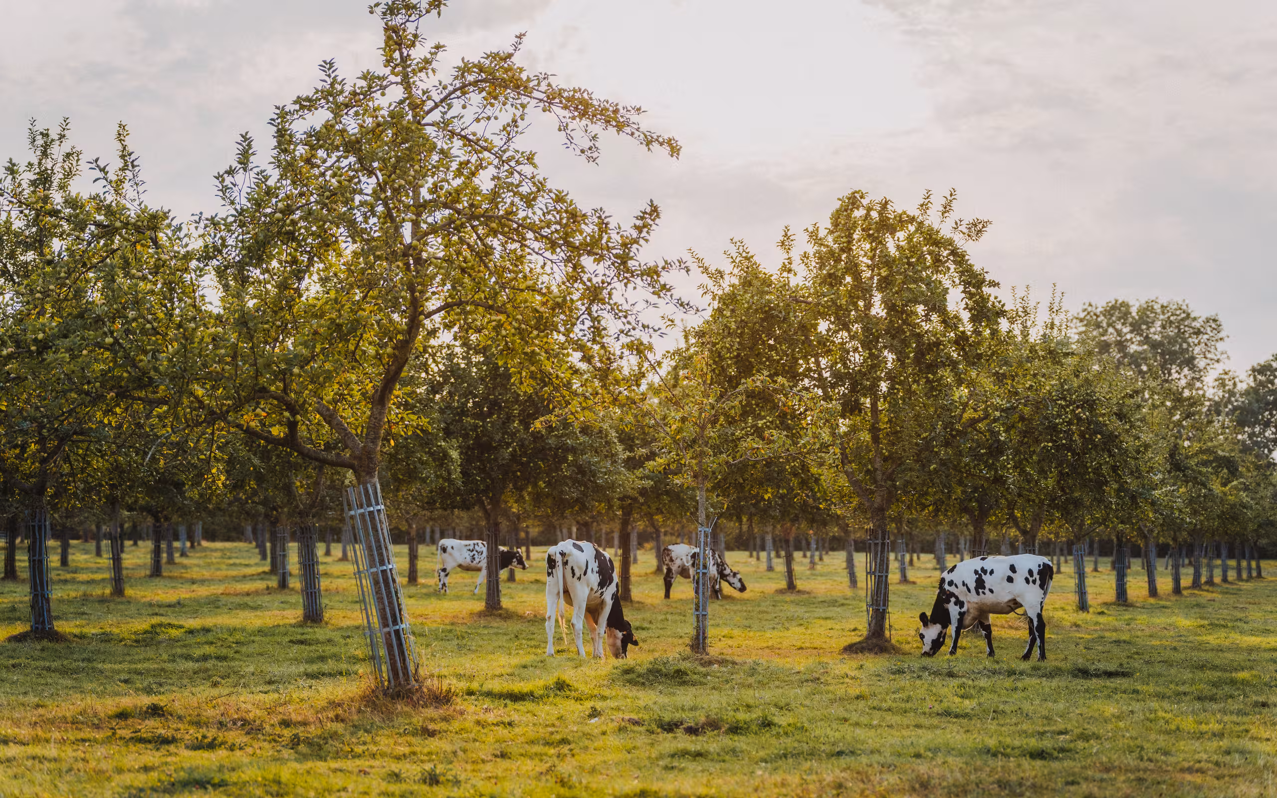 Kühe sind am grasen zwischen Obstbäumen in der Normandie
