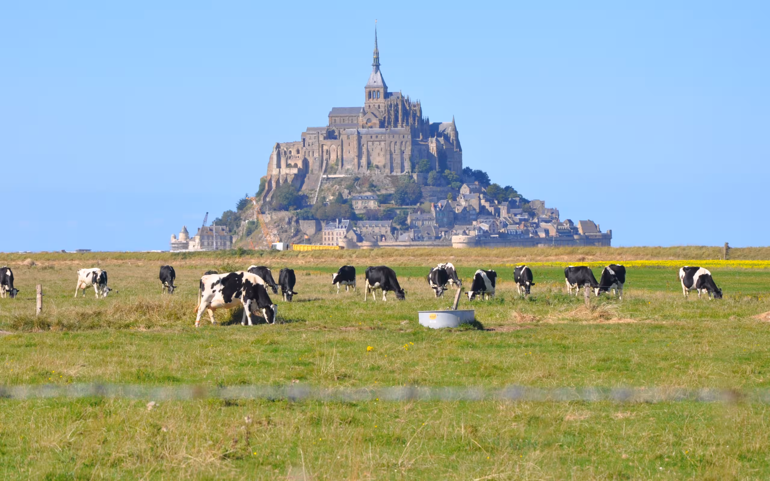 Eine Kuhweide mit vielen Kühen und Mont-Saint-Michel im Hintergrund