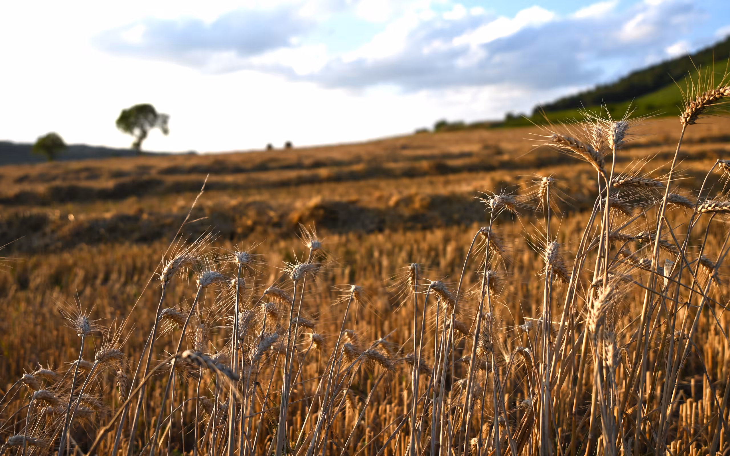 Weizenfeld im Burgund