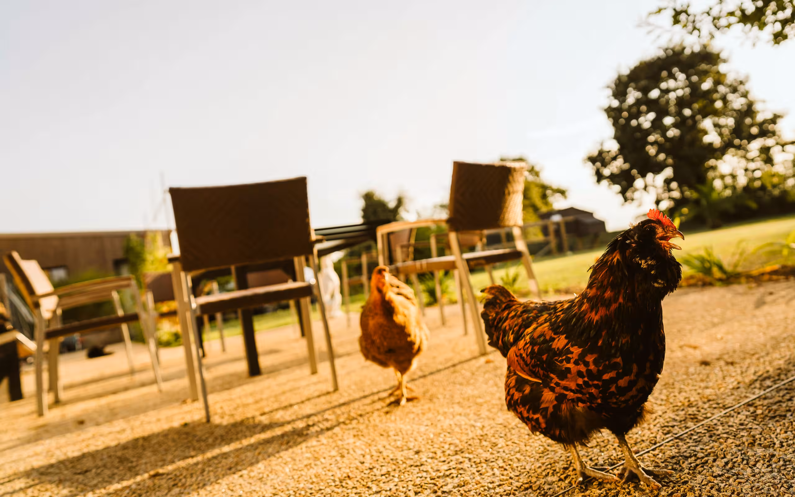 bretagne-unterkünfte-hühner