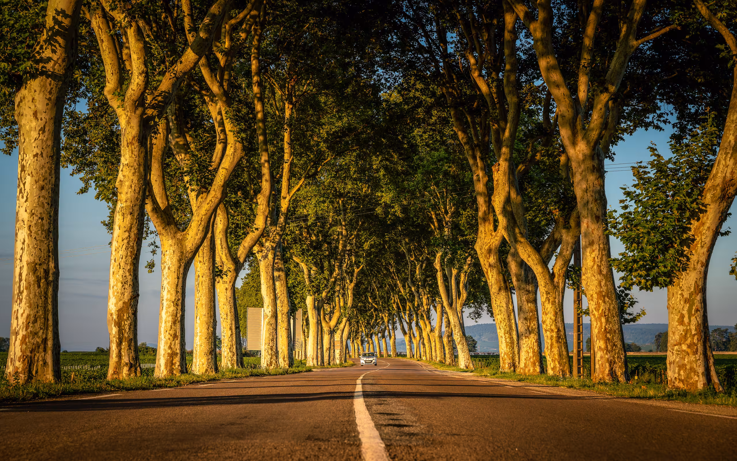 Eine Straße im Burgund mit Bäumen links und rechts und einem einem Auto in der Ferne