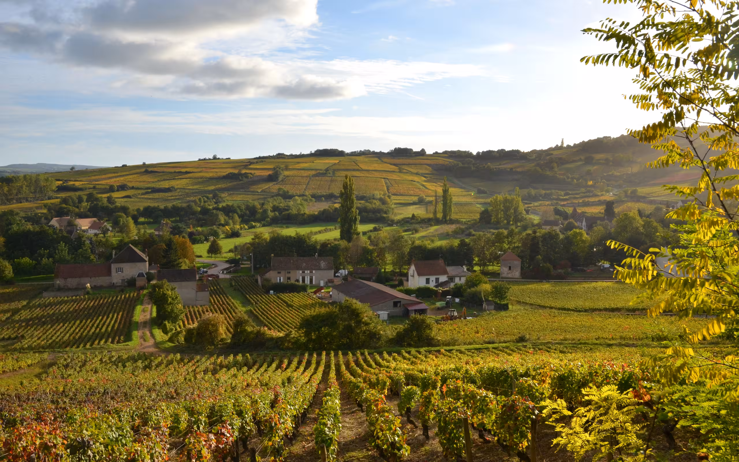 Ein kleines Dorf zwischen Weinbergen und Weinreben im Burgund