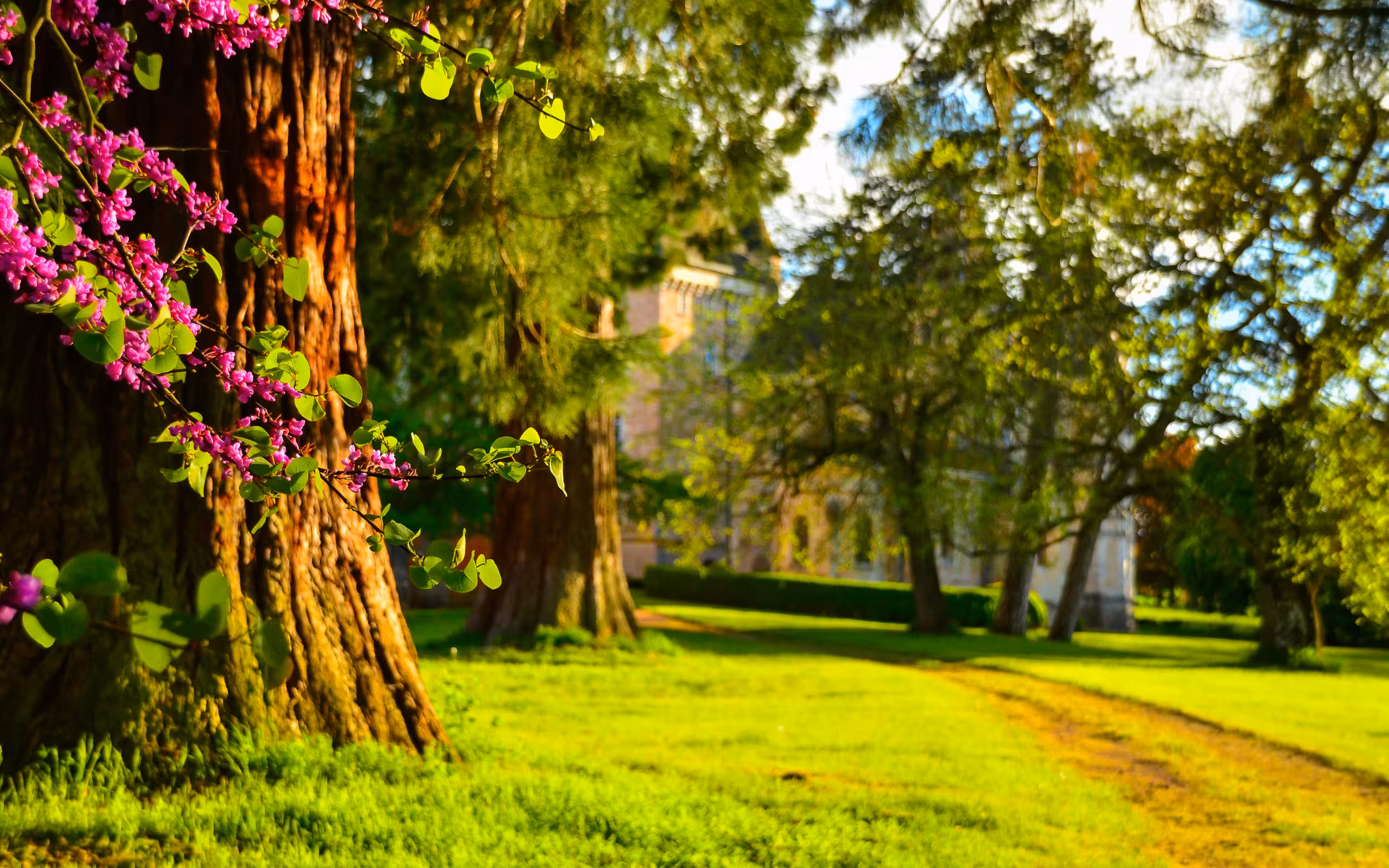 Viele kleine und große Bäume im Garten des Schlosses im Burgund