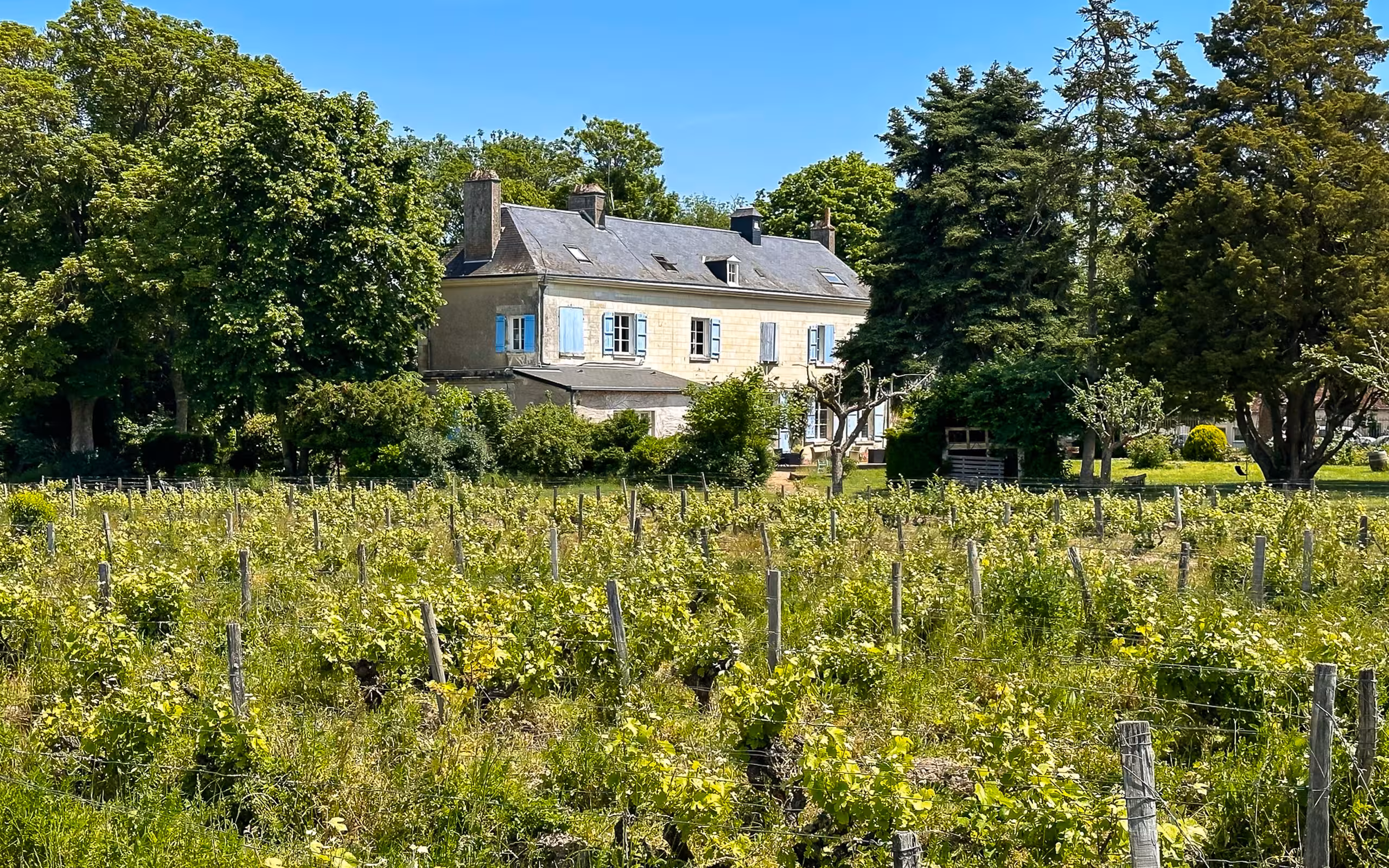 Loire_Pintray_Weinfelder