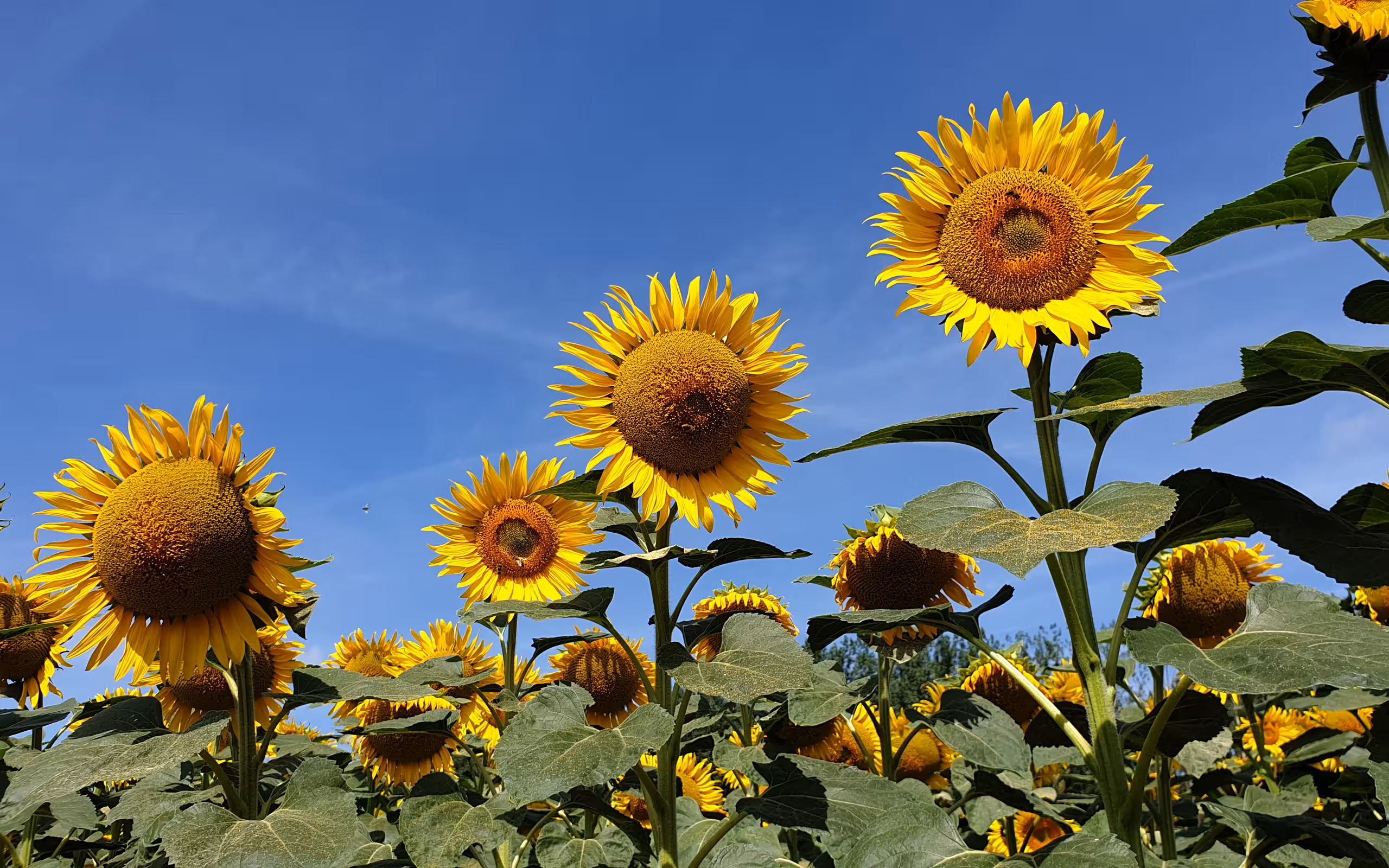 loire-frankreich-natur