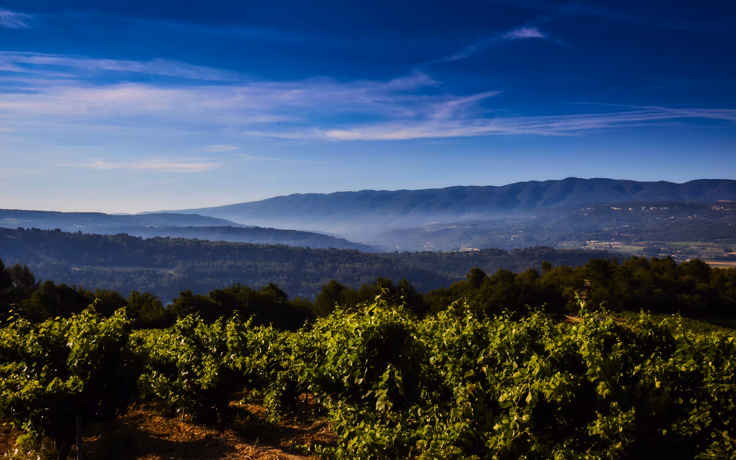provence-landschaft-wein