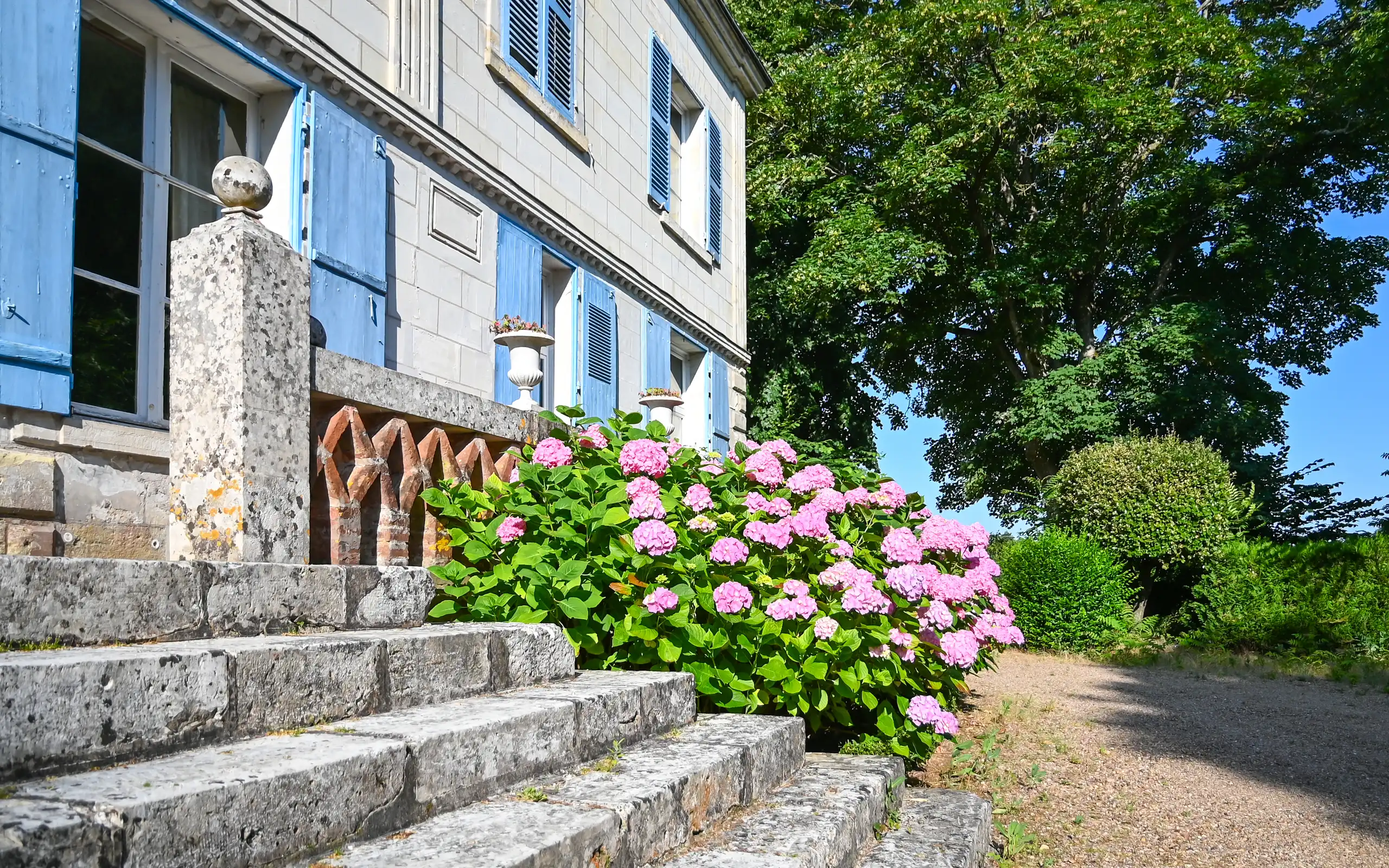 Rosé-farbene Hortensien vor einem Herrenhaus im Morgenlicht