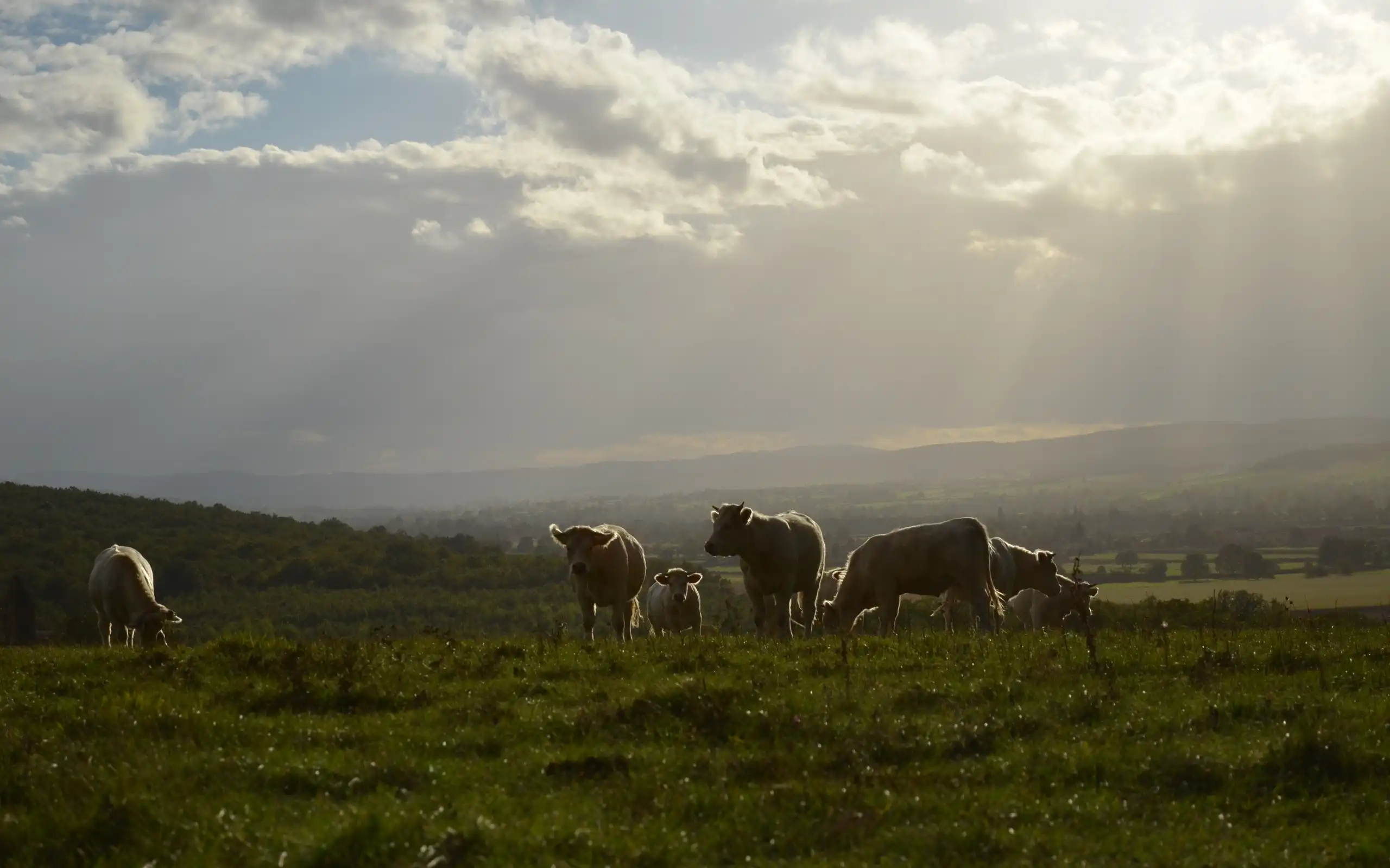 Burgund Natur