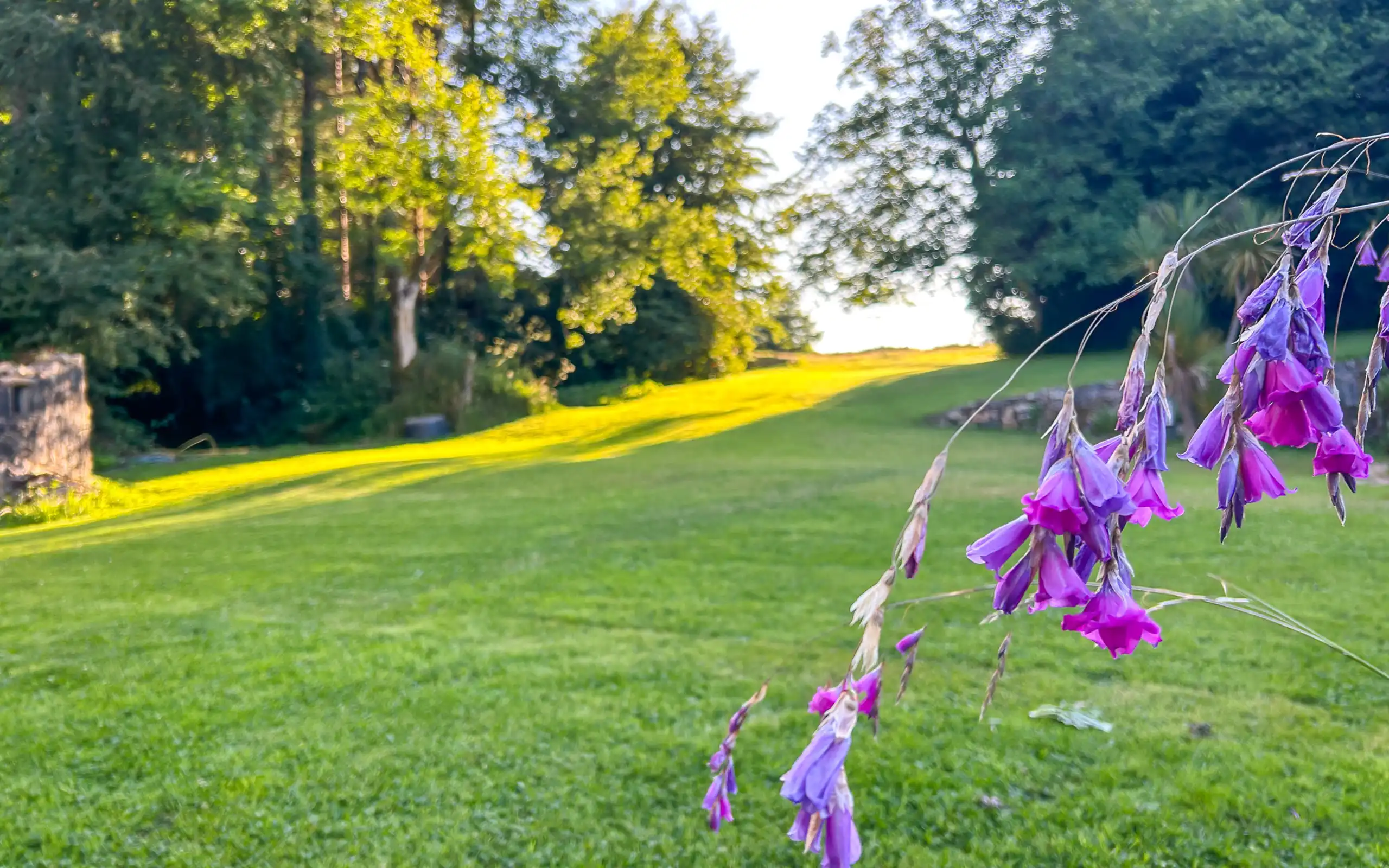 Eine Blume im Garten einer Unterkunft in der Normandie