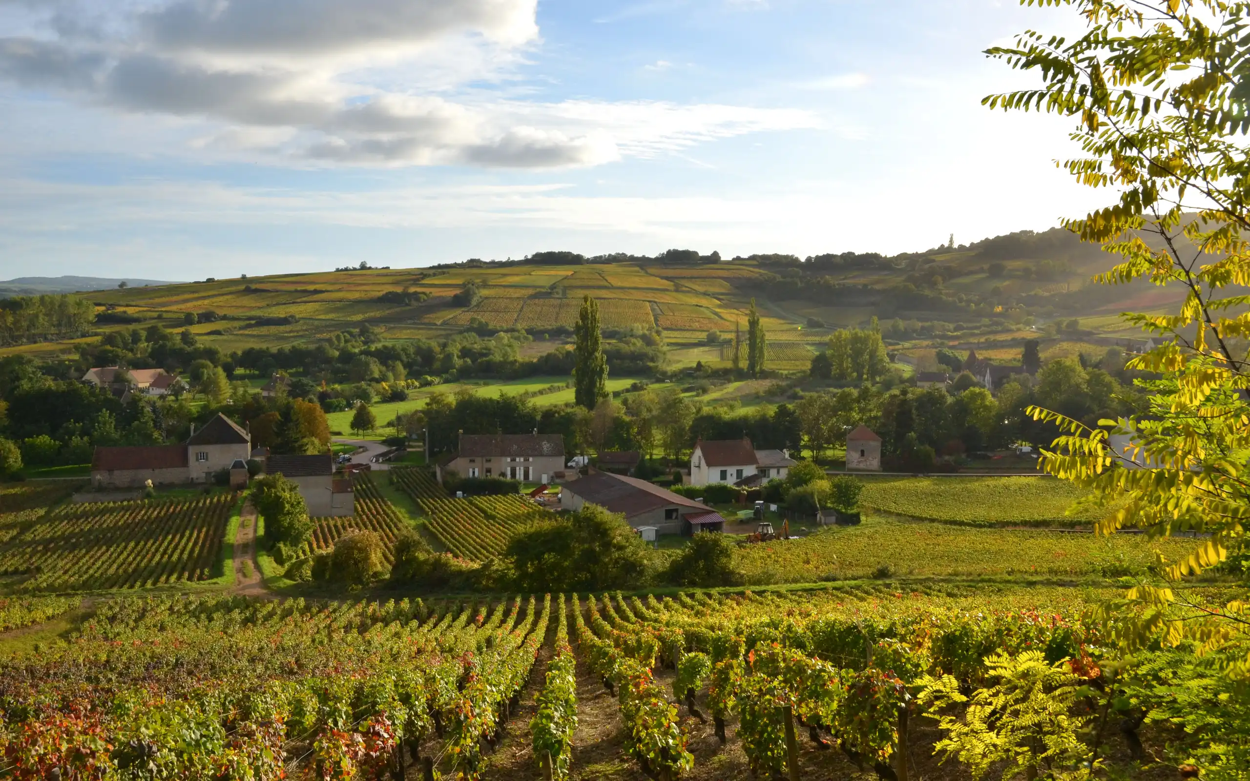 burgund-rundreise-landschaft-weinberge