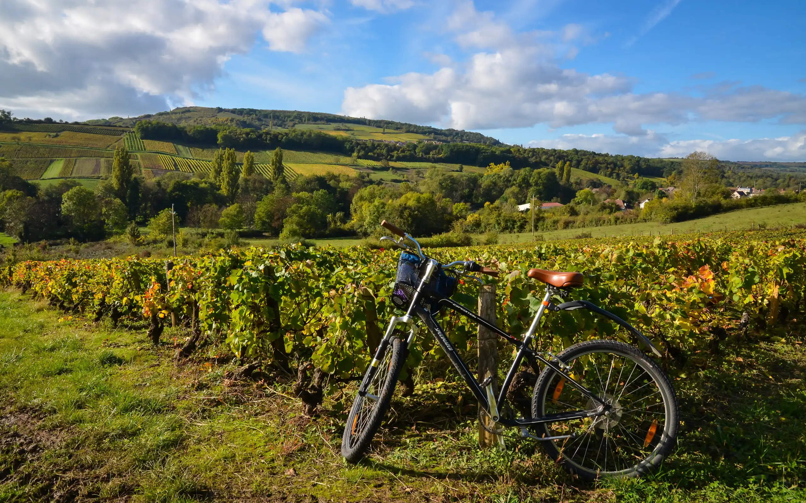 Weinreben im Burgund mit einem Fahrrad davor