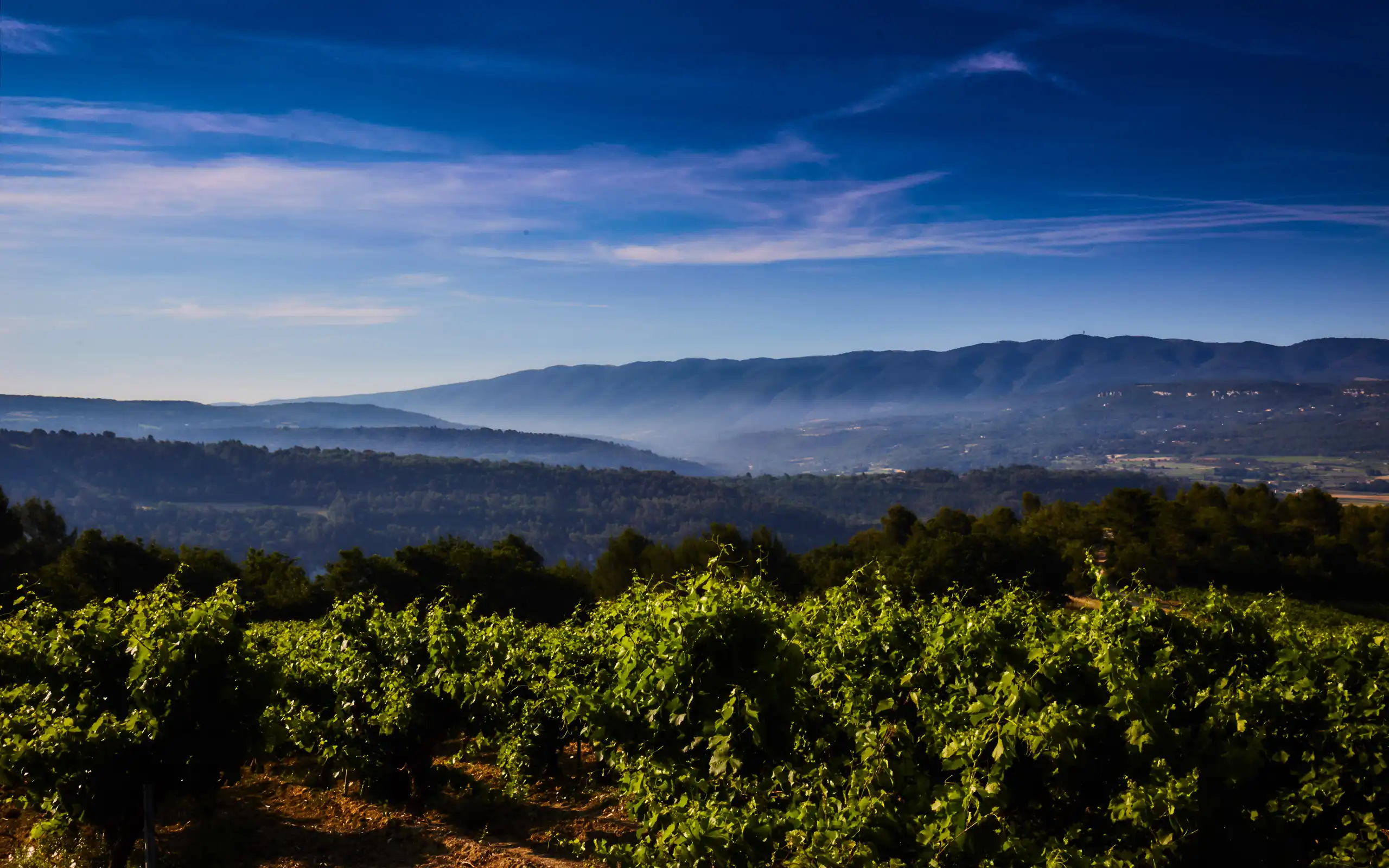 provence-landschaft-wein