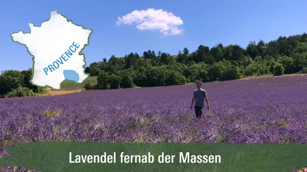 Lavendel fernab der Massen