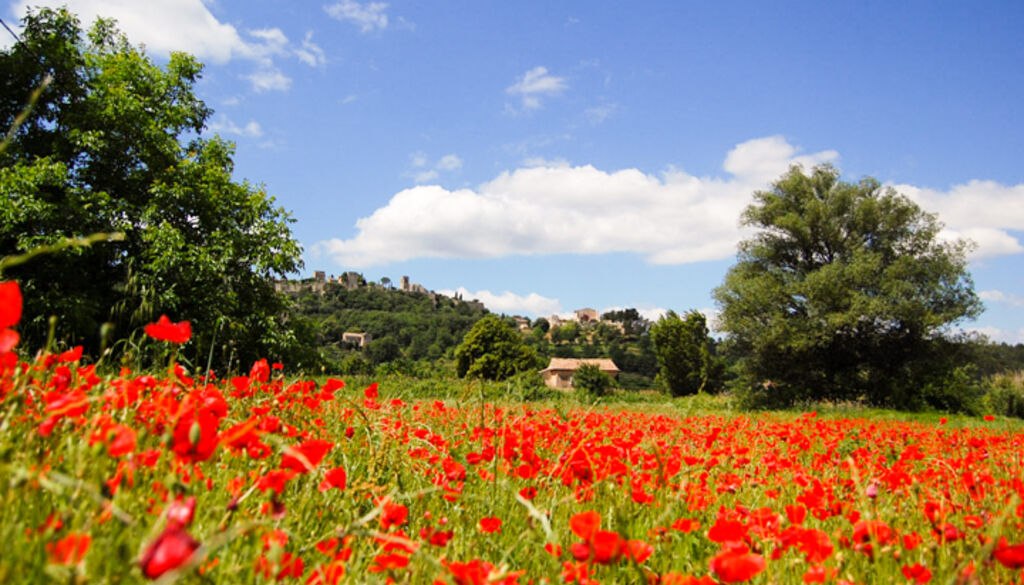 provence-landschaft-mohnblüte
