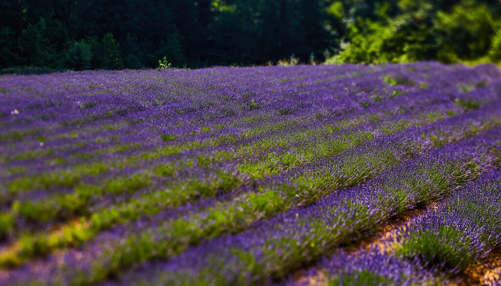 provence-landschaft-lavendelfeld