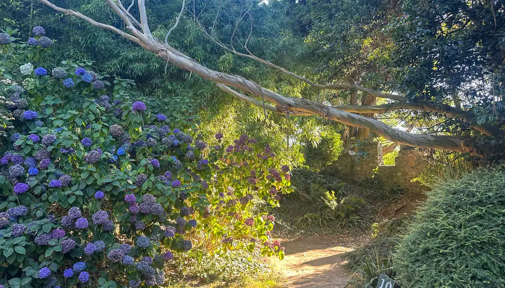 Ein Garten mit Blumen und Bäumen