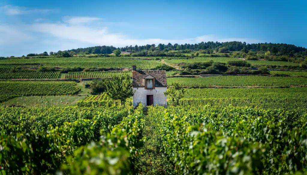 burgund-landschaft-wein-haus