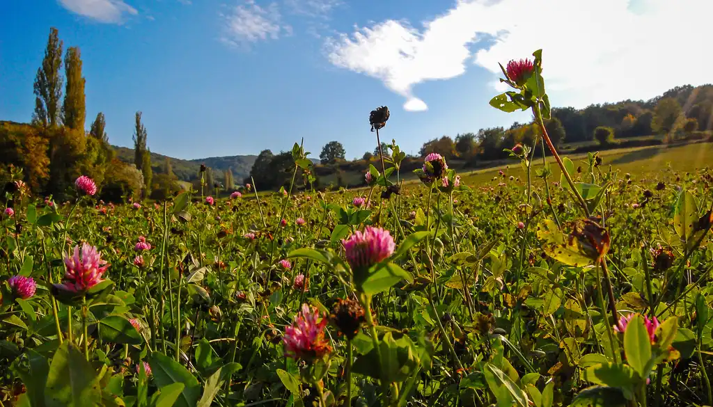 burgund-landschaft-blumenwiese