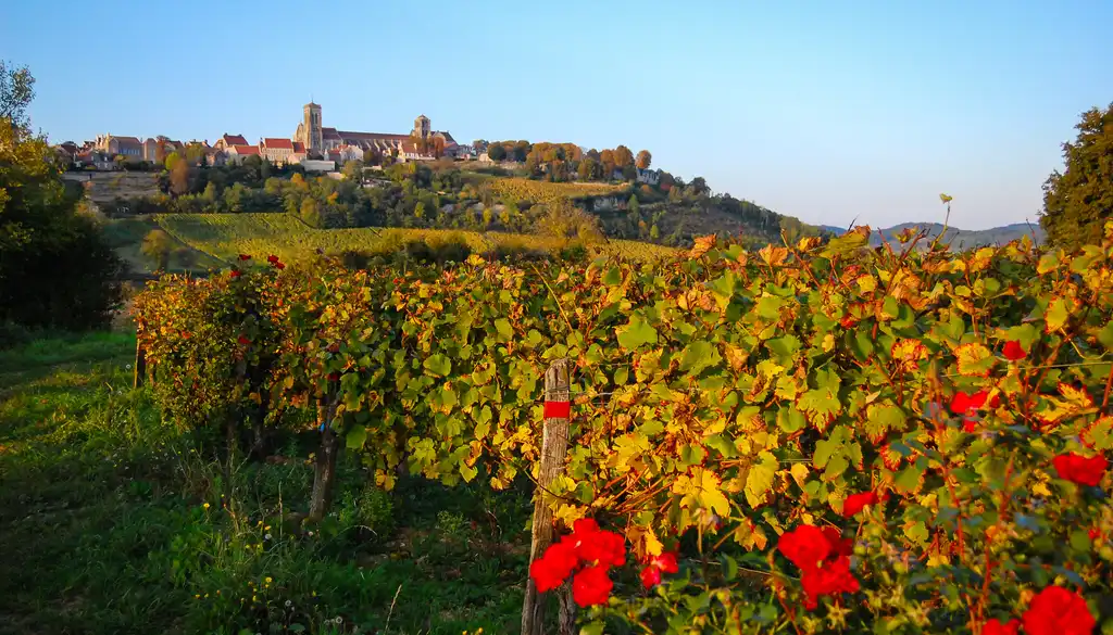 burgund-landschaft-wein