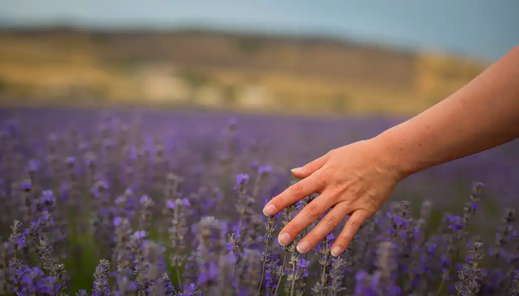 provence-frankreich-lavendel